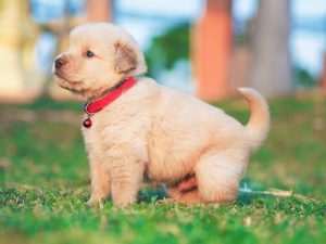 Nosówka u psów: objawy i leczenie