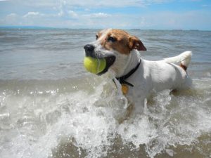 woda morska dla psa - korzyści