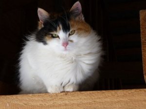 japoński kot bobtail