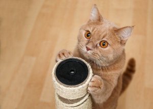 4 sztuczki, których możesz nauczyć kota