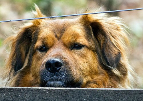 Zapalenie wątroby u psa: przyczyny, objawy i leczenie