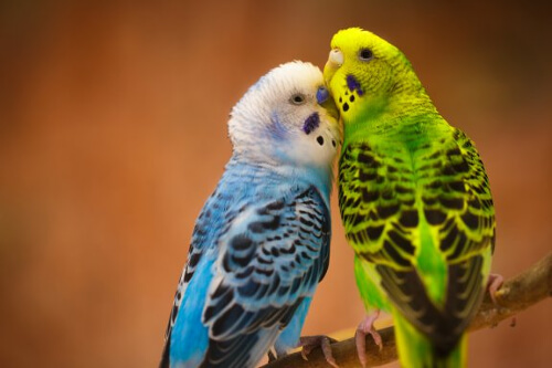 Wierne papużki: ptaki oddane swojemu partnerowi
