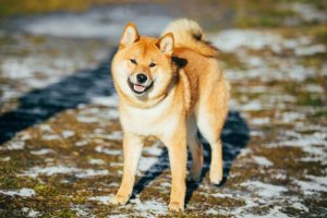 Rasa psów Hokkaido - charakterystyka