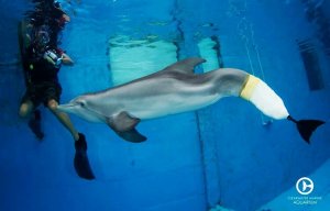 Winter - delfin z protezą płetwy.