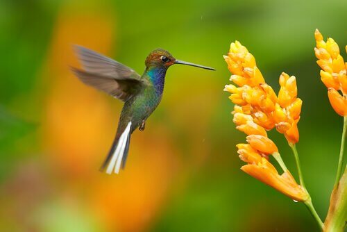 Koliber pijący nektar z kwiatka.
