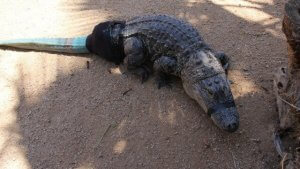 Krokodyl z protezą ogona.
