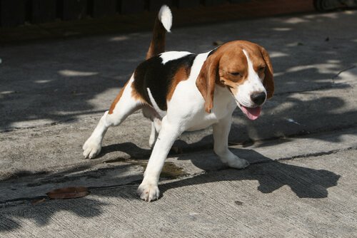 Pies rasy beagle oddaje mocz
