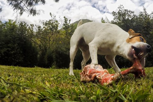 Pies je surową kość z mięsem