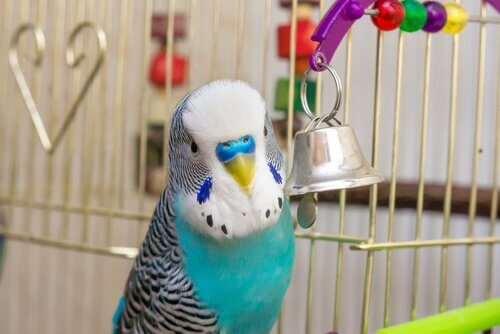 Niebieska papużka w klatce z dzwoneczkiem