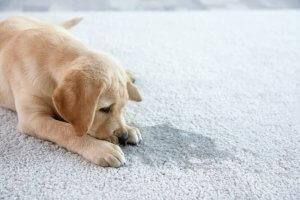 pies i mocz na dywanie