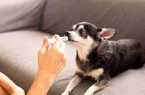 Podawanie psu lekarstwa ze strzykawki