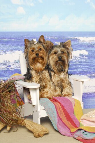 Dwa Yorkshire terriery na plaży