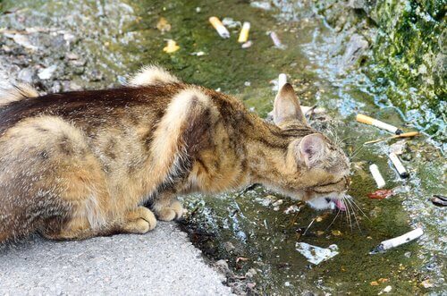 Kot pije wodę, w której są pety
