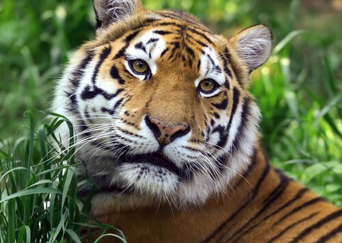 Tygrys - zwierzę w chińskim zodiaku