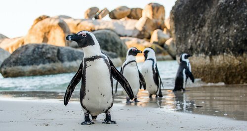 Pingwiny na plaży - adopcja pingwina