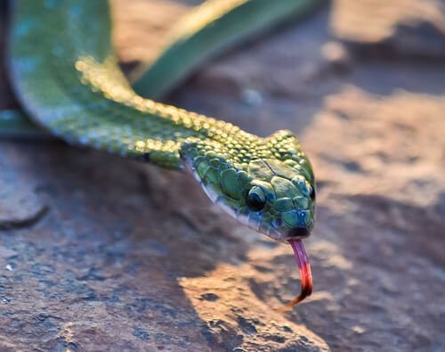 Zielony wąż na skale
