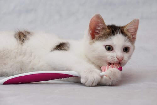 Higiena jamy ustnej kota – ważne aspekty!