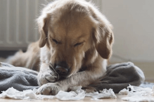 Muszyca u psów – przyczyny, objawy i leczenie