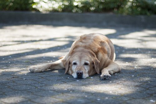 Pies leżący na chodniku.