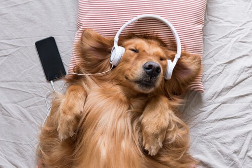 Pies słuchający muzyki.