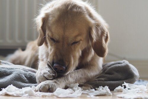Pies niszczy poduszki