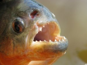 Pirania: poznaj tę budzącą grozę rybę
