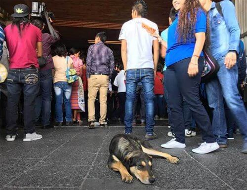 Psy porzucane przez setki pielgrzymów u stóp bazyliki