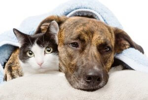 Leki przeciwzapalne - bezpieczne dla psów i kotów?