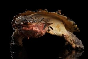 Żółw matamata - jego cechy i środowisko