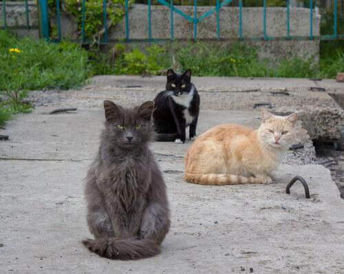kolonie kotów na ulicach