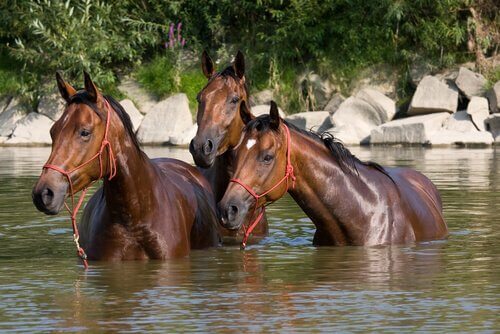 Konie kąpią się w rzece