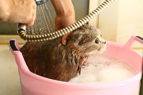 kąpiel kota