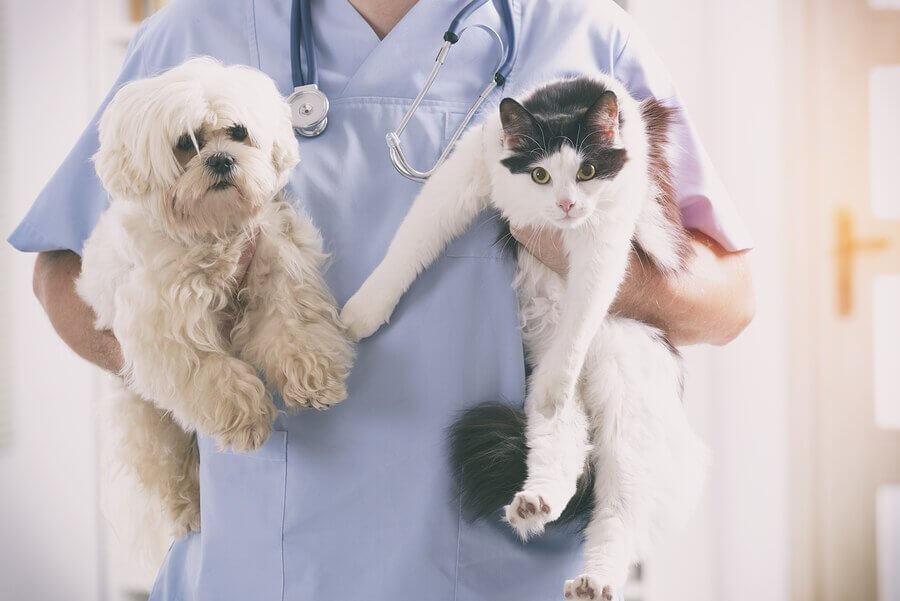 Weterynarz z kotem i psem na rękach