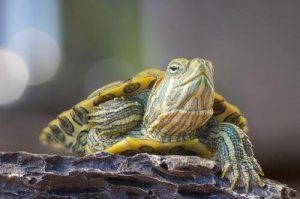 Nieżyt nosa u żółwi - sposoby leczenia
