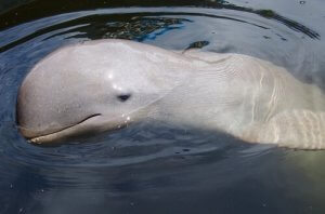 Delfin z Irawadi i jego ciekawe zachowanie