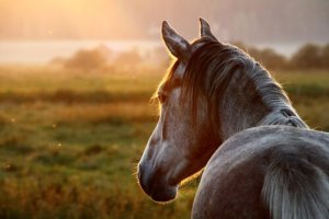 Grypa u koni - przyczyny i objawy