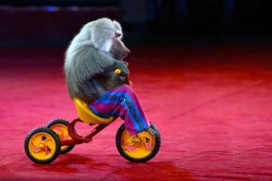 Okrucieństwo wobec zwierząt – przebrane małpki wcale nie są śmieszne!