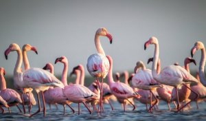 Flamingi - kilka ciekawostek na ich temat