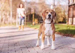Smycz dla psa: 7 rodzajów i ich wykorzystanie