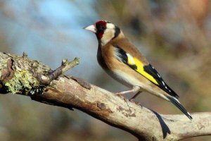 Ptak śpiewający - pięć najpiękniejszych przykładów