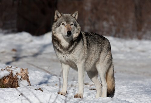 wilki zimą Które zwierzęta żyją najkrócej