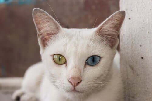 Kot o różnokolorowych oczach