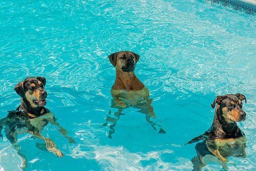 psy w wodzie