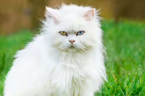 biały kot z oczami dwukoloowymi