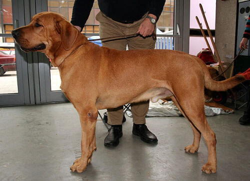 Duży pies rasy broholmer