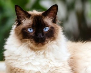 Kot himalajski - między perskim a syjamskim