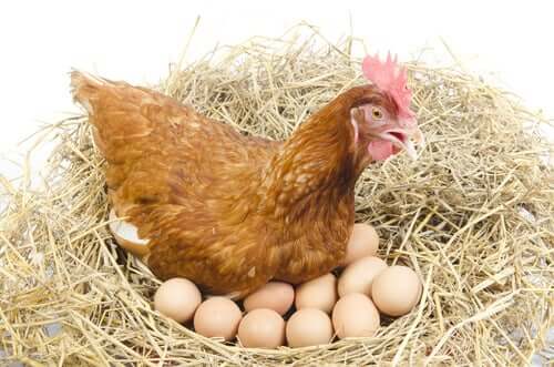 kurnik kura wysiaduje jajka