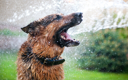 Mokry pies pije tryskającą wodę