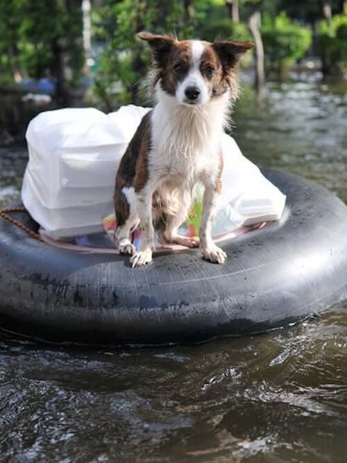 pies podczas powodzi opieka