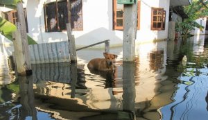 Opieka nad zwierzętami w trakcie powodzi